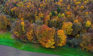 Der Reichswald bei Kleve war im Gespräch für einen Nationalpark. Doch auch in Kleve sprachen sich die Bürger dagegen aus. - Oliver Berg/dpa