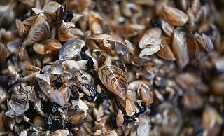 Die kleinen Muscheln entwickeln sich zum Problemfall. (Archivbild) - Felix Kästle/dpa