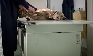 Quält sich ein Tier, hier ein Symbolbild, ist es mitunter die beste Entscheidung, es von seinem Leid zu erlösen. Das sollte aus fachkundiger Hand eines Tierarztes geschehen. - Frank Rumpenhorst/dpa/dpa-tmn