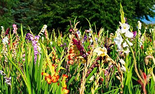 Viele Höfe in OWL öffnen ihre Tore. Bei einer Aktion können Blumen gepflückt werden. - Symbolbild: Pixabay/wunderBILDlich