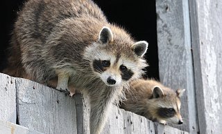 Der Waschbär ist auf dem Vormarsch und schlecht zu jagen - dabei gefährdet er gefährdete Vogelarten. - Pixabay