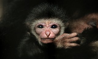 Der kleine Gibbon, der am 16. November geboren wurde und den Winter über nicht zu sehen war, wird am Wochenende seinen ersten Freigang wagen. - Tierpark Ströhen/Stephanie Saggau