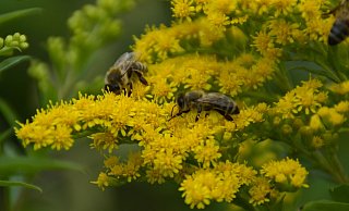 Pollensammler: Auf den Blüten einer Kanadischen Goldrute sitzen zwei Bienen. Die Goldrute wird als Neophyt eingeordnet, die sich in Deutschland etabliert hat, obwohl sie hier nicht heimisch ist. - Vivien Tharun