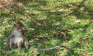 Thailändische Behörden haben Dutzende Affen befreit. (Archivbild) - Carola Frentzen/dpa