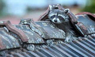 Waschbären sind in der Lage, Dachpfannen hochzuheben und so ins Innere zu gelangen. Dort verursachen sie oft erhebliche Schäden. - Symbolfoto: dpa