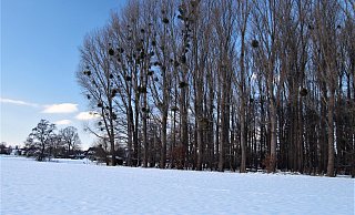 Das Trommeln eines Buntspechts ist das einzige Geräusch, das an diesem Nachmittag durch den kleinen Wald hallt. Auffällig sind die Misteln in den Pappeln - in der Blutwiese schon immer in großer Zahl vorhanden. - Meiko Haselhorst