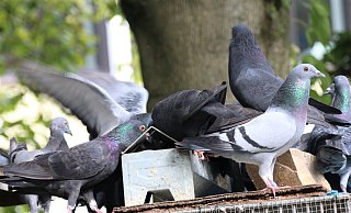 Insgesamt drei Tauben in der Paderborner Innenstadt wurden mutmaßlich die Köpfe abgerissen. - Symbolfoto: Rajkumar Mukherjee