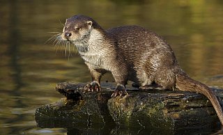 Der Fischotter wird bis zu 1,30 Meter lang, 7 bis 12 Kilo schwer und 15 bis 22 Jahre alt. Er ist an das Leben in und am Wasser angepasst. Sein extrem dichtes Fell schließt Luft ein und isoliert, der Schwanz dient als Steuer, die Schwimmhäute an den Pfoten verschaffen Antrieb. Mit Hilfe der Tasthaare (Vibrissen) machen Fischotter ihre Beute auch im trüben Wasser ausfindig. Den Tag verbringen sie in Erdhöhlen, wie im Tierpark Olderdissen zu beobachten ist. Sein Revier erstreckt sich über mehrere Kilometer. Bei der Nahrung ist der Fischotter nicht wählerisch. Er frisst alles Tierische, das er erwischen kann. Fischotter können das ganze Jahr über Nachwuchs bekommen. Außerhalb der Paarungszeit (Februar/März) sind sie Einzelgänger. Die Weibchen werfen bis zu fünf Junge, die etwa ein Jahr bei der Mutter bleiben. - Rolfes / Deutscher Jagdverband
