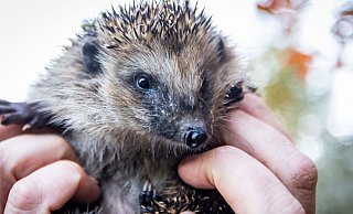 Die kleinen, stacheligen Tiere freuen sich über den Unterschlupf. - Sarah Jonek