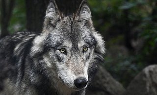 In Herford soll am Mittwochmorgen ein Wolf auf einem Feld gesehen worden sein. Symbolfoto: C. Sagniez/Pixabay - C. Sagniez/Pixabay