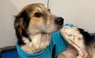 Entwarnung bei Daniel – ihm geht es wieder besser. Tierschützer mussten den Hund aus einer Bielefelder Wohnung retten und zu einem Tierarzt bringen. - TGZ Grußendorf