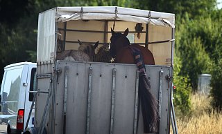 Der Pferdeanhänger hatte sich durch die Kollision vom Fahrzeug abgekoppelt. - dpa