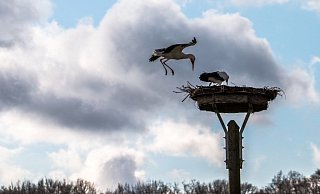 Störche in der Johannisbachaue. - Andreas Brand