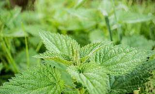 Der Brennnesselbusch dürfte ein sehr schmerzhaftes Versteck gewesen sein. - Pexels
