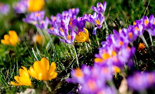 Wer ab Ende September Blumenzwiebeln pflanzt, kann sich im Frühjahr über bunte Frühblüher freuen. - Hauke-Christian Dittrich/dpa/dpa-tmn