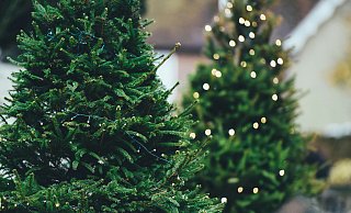 Tannenbaum selber schlagen oder kaufen: In Ostwestfalen-Lippe gibt es zahlreiche Möglichkeiten - mit vielen Highlights vor Ort. - Symbolbild: Unsplash