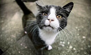 Wichtig ist, dass Halter ihre Katze registrieren lassen. - Pixabay/Symbolfoto