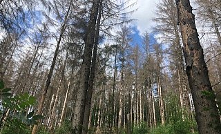 Der Bielefelder Wald leidet unter Trockenheit und Schädlingen. Viele große Bäume sind nicht mehr zu retten. - Silke Kröger