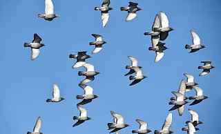 Die Vögel werden nun möglicherweise doch nicht in Borchen ihr Nest bauen. - picture alliance