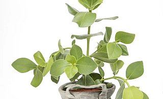 Ein Gummibaum. - Pixabay