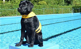 Erst fünf Monate alt und freut sich aufs Hundeschwimmen: Labrador Leeloo, benannt nach der Protagonistin aus dem Film "Das fünfte Element" - Justus Rahn