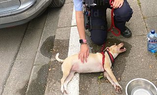 Ein Mann hat seinen Hund bei hohen Temperaturen im Auto gelassen - die Polizei rettete das völlig dehydrierte Tier. - Polizei
