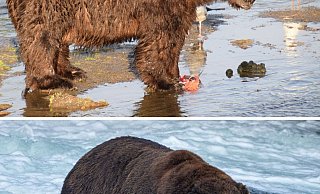 Schlank ist der massige Braunbär Nummer 747 mit dem Spitznamen «Jumbo Jet» am 25. Juni 2022 im Katmai-Nationalpark in Alaska; fett geworden ist er, wie man am 6. September 2022 erkennen kann. - C. Rohdenburg/L.Law/Katmai National Park and Preserve/dpa