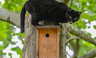 Vogelgrippe: Besonders Freigänger-Katzen in betroffenen Gebieten sind gefährdet, da sie am ehesten mit infizierten Vögeln in Kontakt kommen. - Patrick Pleul/dpa/dpa-tmn
