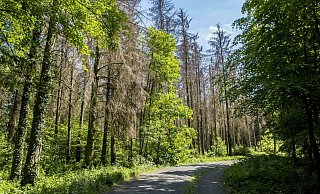 Abgestorbene Fichten in einem Wald in der Nähe von Königswinter (Rhein-Sieg-Kreis / NRW). - picture alliance / Goldmann