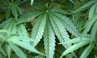 Hanf-Pflanzen (Cannabis) wachsen in einem Kölner Garten. - Oliver Berg/dpa