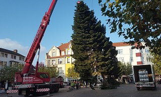 Vielleicht gibt es doch 2020 eine Riesentanne wie im vergangenen Jahr. - Peter Steinert
