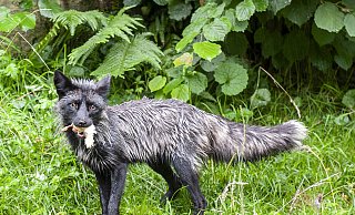 Das Nahrungsspektrum der Silberfüchse umfasst nahezu alles: von Mäusen über Vögel bis hin zu Heuschrecken, aber auch Beeren, Obst oder Nahrungsreste im Müll sowie Aas. - © Jörg Dieckmann - www. dieckmann-fotodesign.de