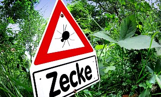 Zecken lieben feuchtwarme Witterung. Bei anhaltender trockener Hitze hingegen ist laut Experten die Gefahr gestochen zu werden geringer. - Andreas Frücht