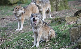 Umstritten: Der Wolf wird in vielen Regionen von Gegnern vehement abgelehnt. Sie sehen ihn der Rückkehr des Tieres eine Gefahr für die Kulturlandschaft. - Simone Flörke