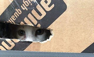 Kartons voller Katzenbabys sind vor dem Bielefelder Tierheim abgestellt worden. - Tierheim Bielefeld
