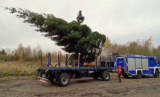 Bereit für den Abtransport: Diese zwölf Meter hohe Fichte aus dem Forstrevier Torfbruch wird bald in der NRW-Landesvertretung stehen. - Jan Preller / Regionalforstamt Hochstift