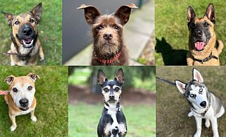 Diese sechs Fellschnäuzchen und viele weitere Hunde im Bielefelder Tierheim suchen aktuell ein Zuhause. - Tierschutzverein Bielefeld