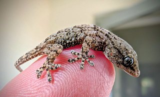 Diesen Gecko fand eine Frau aus Polen in einer Packung Rucola-Salat aus dem Supermarkt. - -/Bart?omiej Gorzkowski/Epicrates/dpa