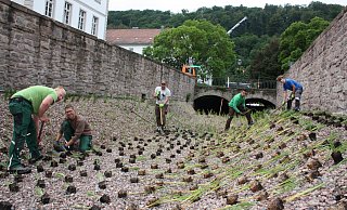 Das Team von der Gärtnerei Neumann setzte 4.800 Wasserpflanzen in den Kanal. Diese sollen dem Wasser aus der Diemel die Nährstoffe entziehen, damit im Hafenbecken der Algenwuchs gestoppt wird. - Torsten Wegener