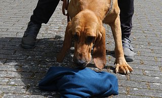 Nimmt die Fährte auf: Spürnase Thusnelda schnuppert an einem Pullover um dann denjenigen zu suchen, dem das Kleidungsstück gehört. - Elke Niedringhaus-Haasper
