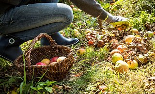 Fremde Früchte: Solche, die von selbst vom Nachbargrundstück auf das eigene fallen, dürfen aufgesammelt werden - Nachhelfen ist aber verboten. - Christin Klose/dpa-tmn