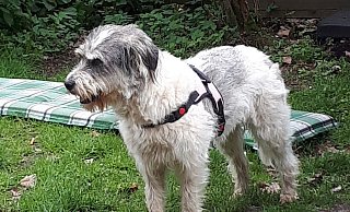 Ausgebrochen: Seit mehr als zwei Monaten ist der fünfjährige Hütehund-Mischling Lotta schon auf der Flucht. Mittlerweile wohl im Ruhrgebiet. - Daniela Teschner