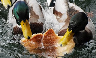 Ganze Stücke Brot oder Pizza landen laut Stadt im Teich, für die Tiere kaum zu fressen. - picture alliance/Symbolbild