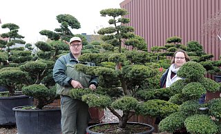 Die Gartenbonsais, die Hans-Joachim und Kerstin Kleimann aus Japan importieren, sind bis zu 150 Jahre alt. Sie kommen zunächst in Quarantäne. - Frank-Michael Kiel-Steinkamp
