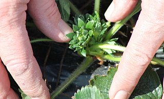 Obstbauer Karsten Otte zeigt eine der ersten Erdbeerblüten auf seinem Feld in Enger. - Jobst Lüdeking