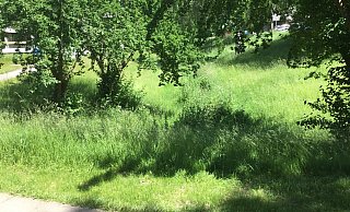 Was Menschen sehen, wenn sie auf ungemähte Grünflächen blicken, liegt im Auge des Betrachters. Einige freuen sich über die Artenvielfalt, die dort wächst, und die Insekten, die sich dort ansiedeln. Andere sehen ungepflegten Rasen. - Corina Lass