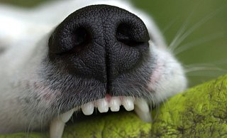 Ein aggressiver und bissiger Hund wäre am Freitagnachmittag fast von der Polizei erschossen worden. - Symbolfoto: Pixabay Creative Commons