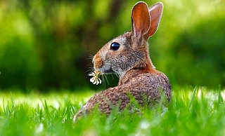 Die Hasenpest kommt näher: In Melle (Niedersachsen) sind die ersten Tiere erkrankt. - Symbolbild: Pixabay