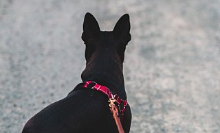 Der Hund stürmte auf den 70-Jährigen los. (Symbolfoto) - Unsplash