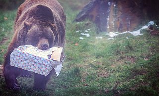 Braunbär Max feierte im vergangenen Jahr seinen 30. Geburtstag. Rund um sein Gehege gibt es jetzt eine Neuerung, die junge Besuchern begeistern wird. - Sarah Jonek